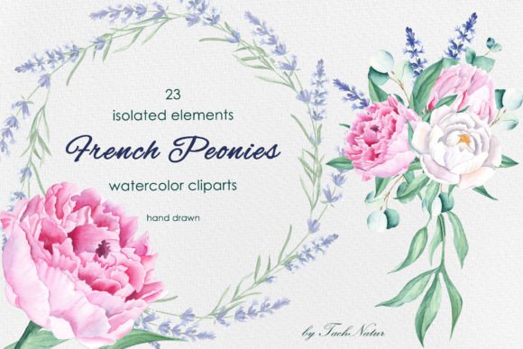 French Peonies Watercolor Clipart: Editorial Illustrations