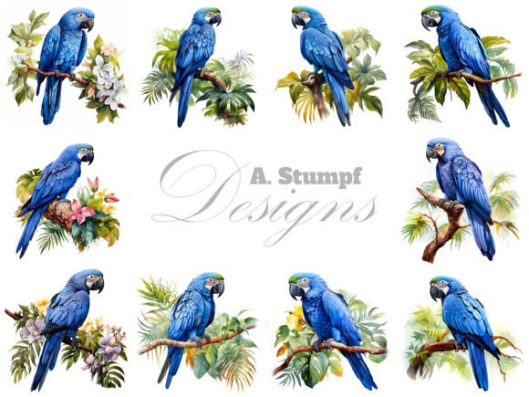 Hyacinth Macaw Parrot Watercolor Clipart Illustrations