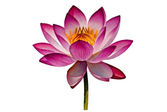 Lotus Watercolor Isolated Flower: Illustrations for Branding