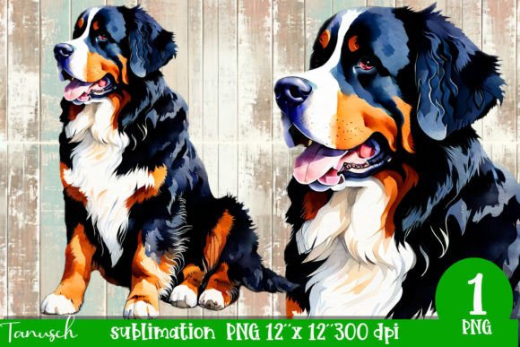 Watercolor Bernese Mountain Sublimation Illustrations