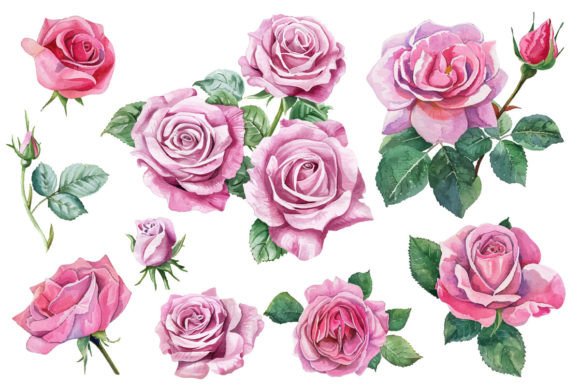 Watercolor Rose Flower Hand Painting Illustrations Review