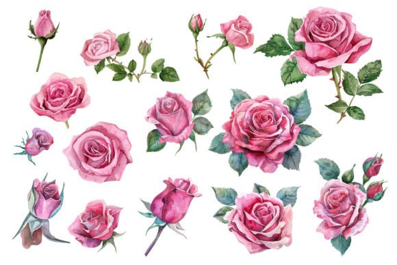 Watercolor Roses Flower Art: Illustrations for Client Work